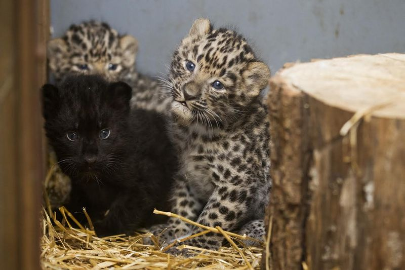Illustration for article titled ZOMG BABY AMUR LEOPARDS!!!